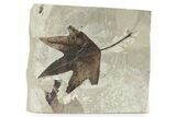 Fossil Sycamore (Macginitiea) Leaf - Utah #282369-1